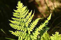 Dryopteris carthusiana